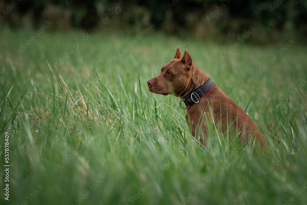Beautiful purebred American Pit Bull Terrier on a meadow in summer. Beautiful purebred American Pit Bull Terrier on a meadow in summer.