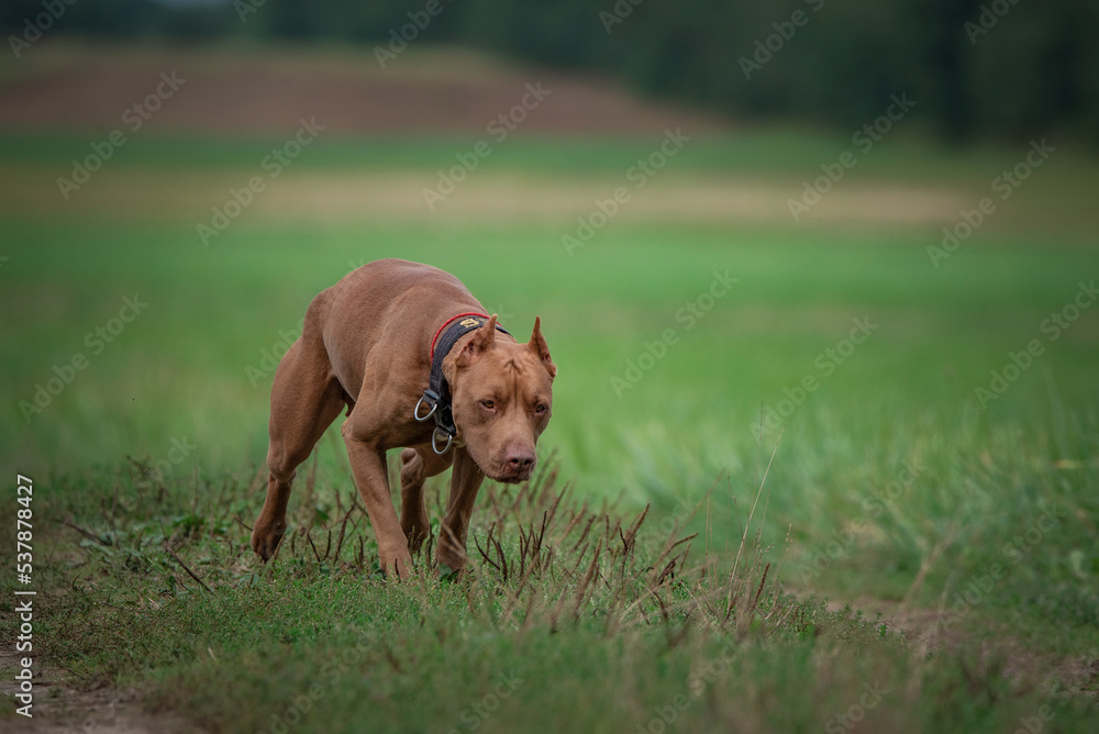 Beautiful purebred American Pit Bull Terrier on a meadow in summer.