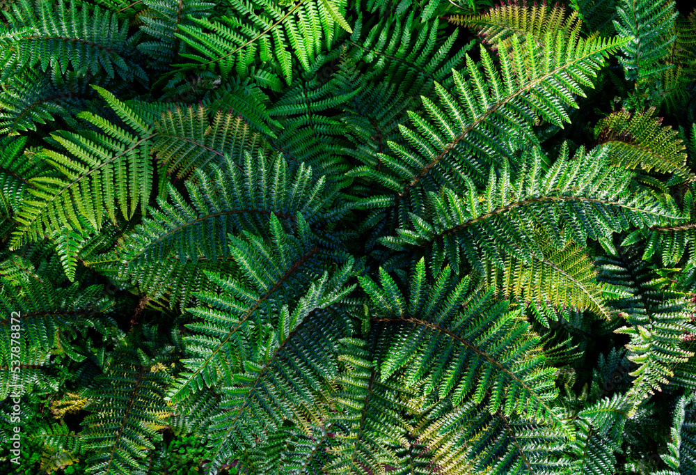 Fern plant close-up, top view, background image