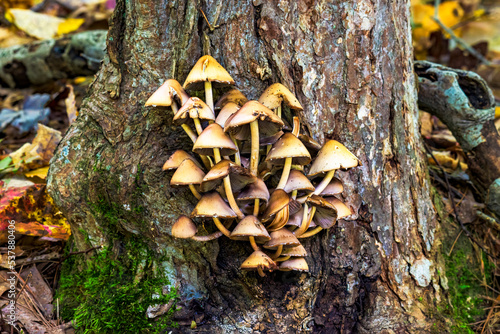 A group of mushrooms is growing on the side of this tree at Chenango Lake State Park in Autumn in Upstate NY. photo