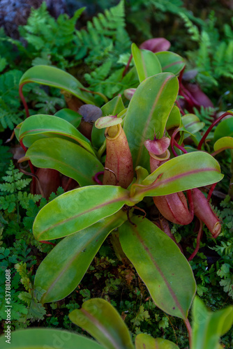 Nepenthes is a genus of predatory plants of the monotypic Nepenthes family  close-up