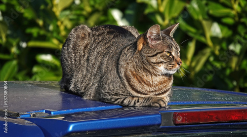 Tabby cat lying relaxed on the roof of a blue car.