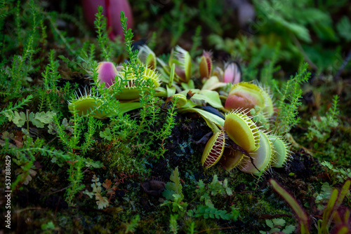 Plant Venus flytrap - a species of carnivorous plants from a monotypic genus