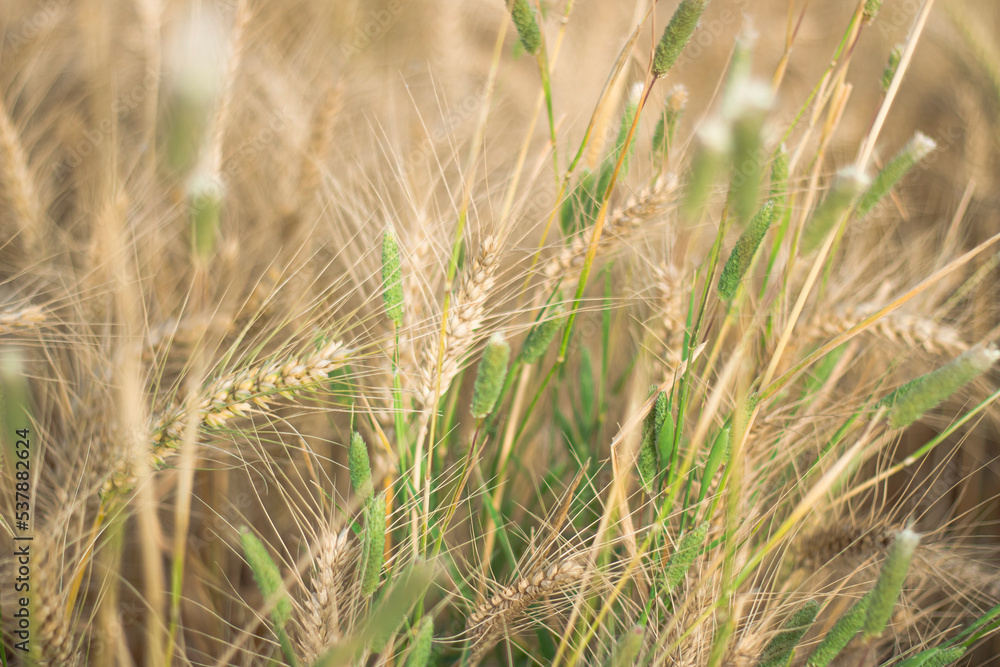 Grass nature Grass nature