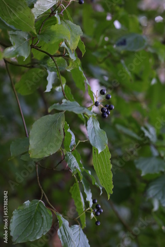 wild forest berries