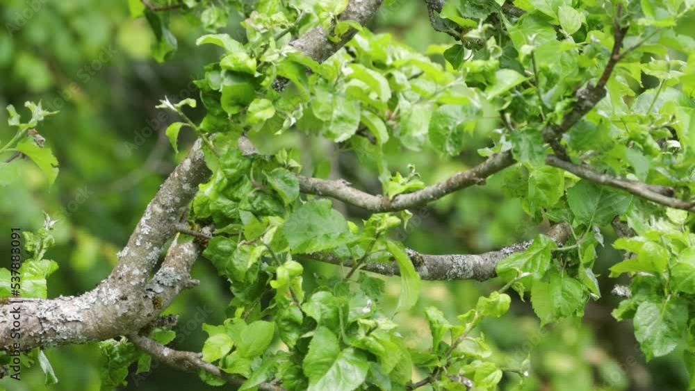 Female Pied flycatcher perched and leaving in a lush Estonian garden Female Pied flycatcher perched and leaving in a lush Estonian garden