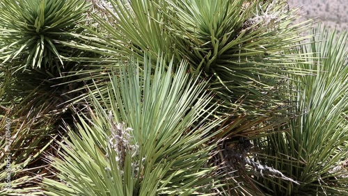 Green simple rosetted distally cuspidate proximally expanded glabrous linear leaves of Yucca Brevifolia, Asparagaceae, native monoclinous arborescent shrub in the San Bernardino Mountains, Summer. photo