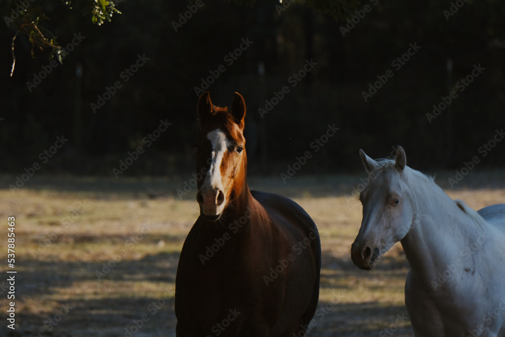 Obraz premium Sorrel and white young horses on Texas farm in shadows.