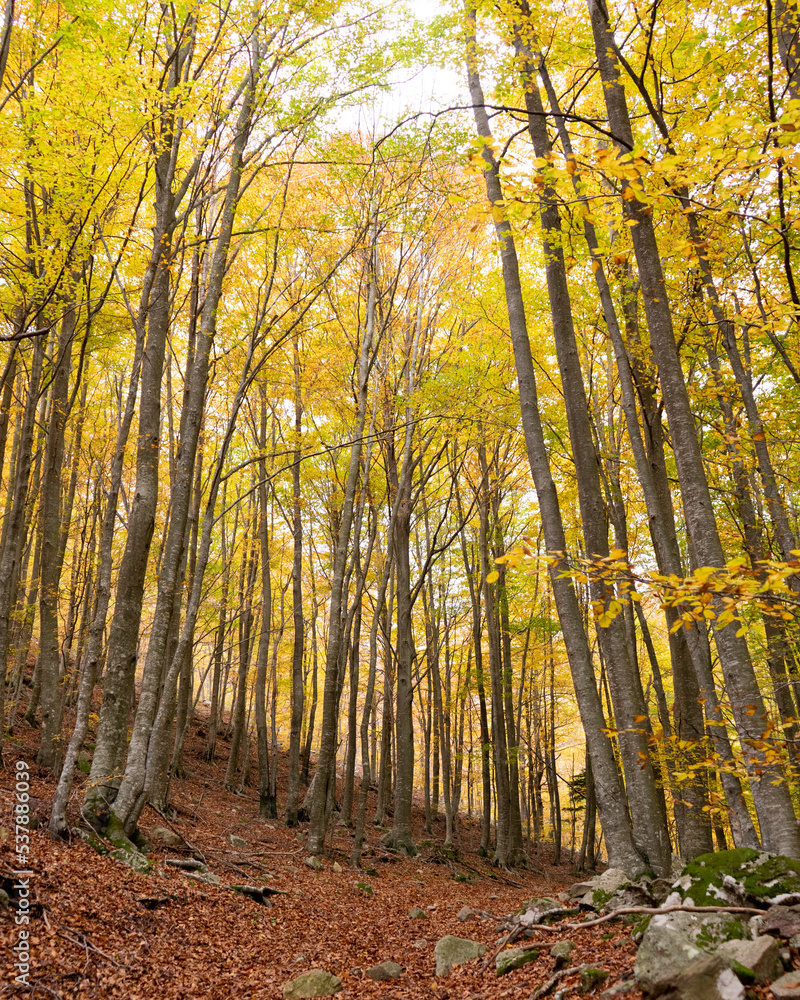 autumn forest in the morning