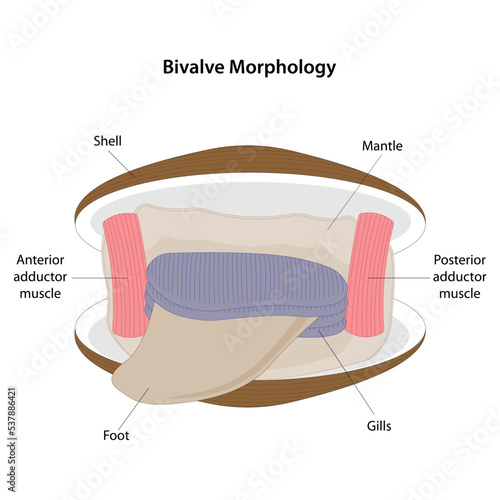Morphology of the mollusk class Bivalvia. 
