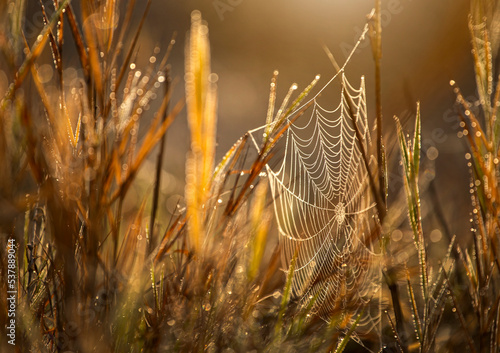 Jesienny poranek - pajęczyna 