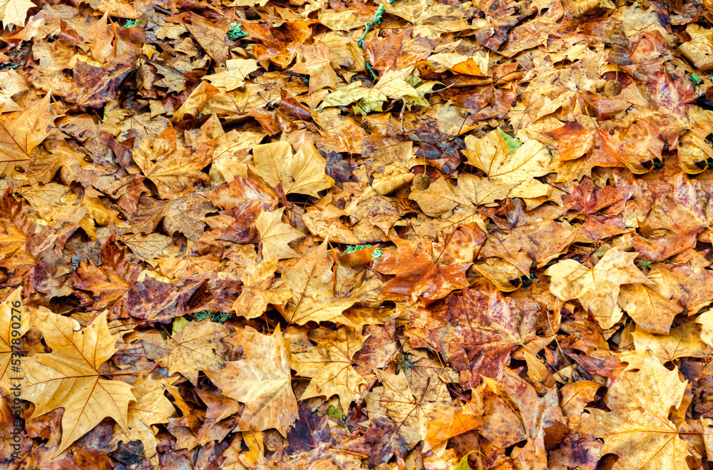 Orange leaves texture - Autumn fall yellow folliage background. Nature season concept