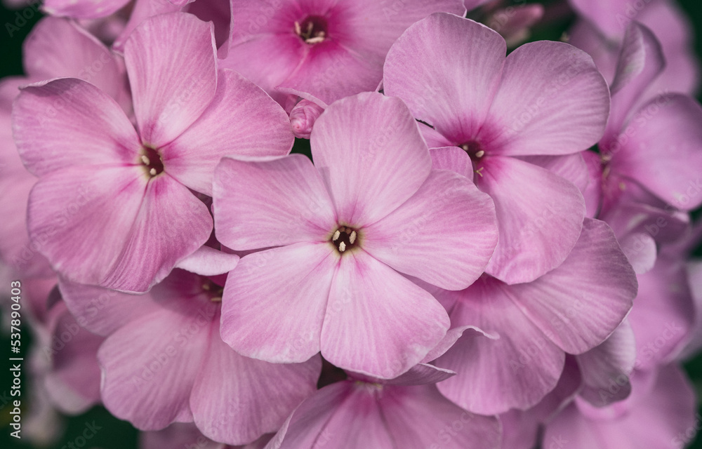 Pink Phlox paniculata 'Flamingo' flower macro Pink Phlox paniculata 'Flamingo' flower macro