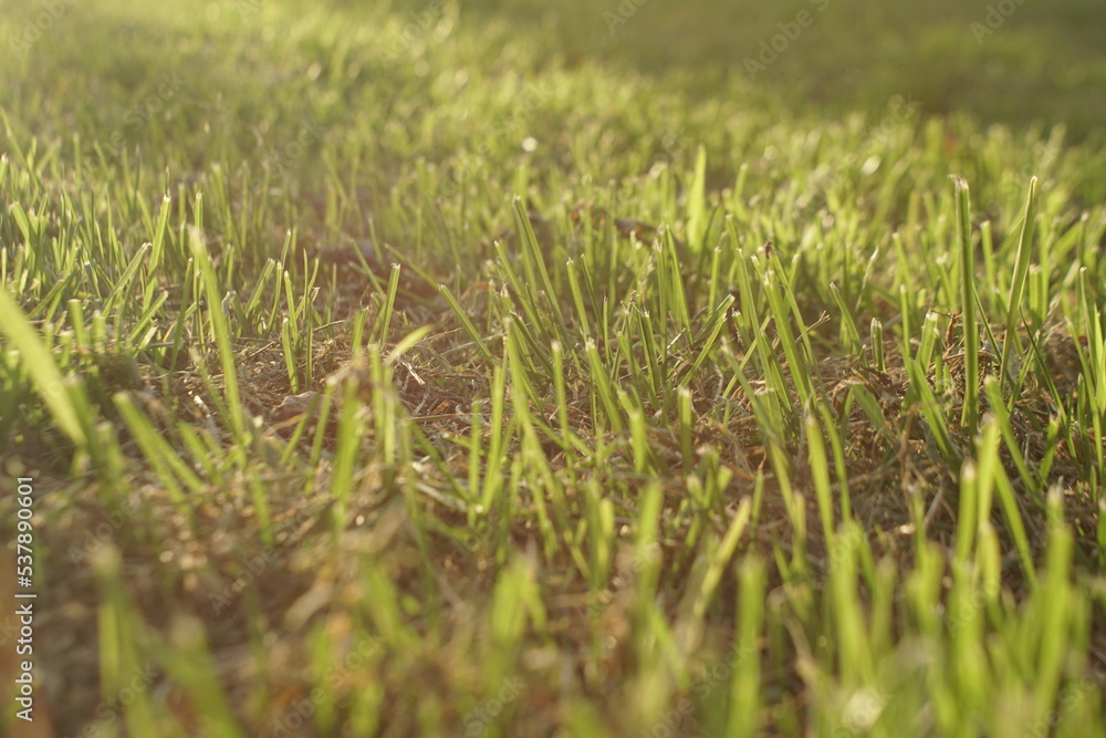 young grass grows after mowing