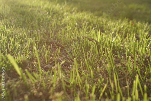 young grass grows after mowing