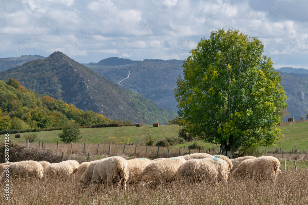 Sheep digging in the autumn grass. Aezkoa Valley. Pyrenees