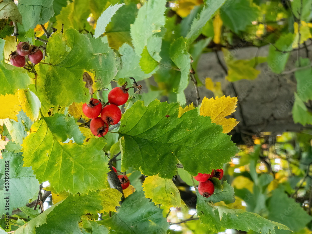 Ripe hawthorn berries in the garden Ripe hawthorn berries in the garden