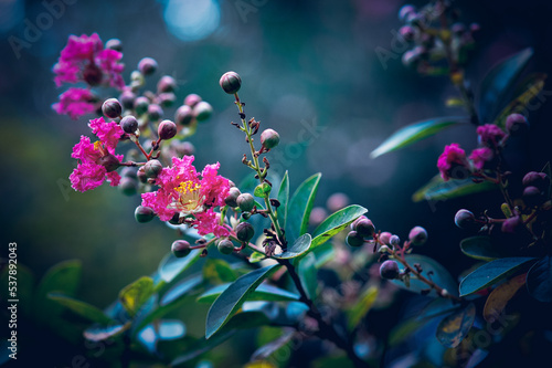 Flor de haya roja © lleandralacuerva