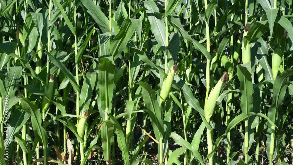 Green field corn with summer ears in farm field closeup Green field corn with summer ears in farm field closeup