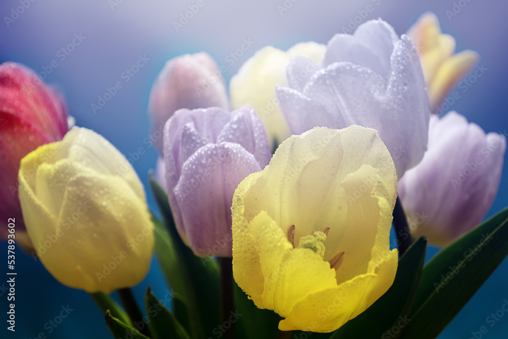 Fototapeta premium bouquet of tulips on a on a colored blurred background close up