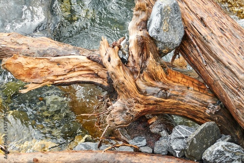 Close-up of a piece of wood lying in a riverbed with wet rocks photo