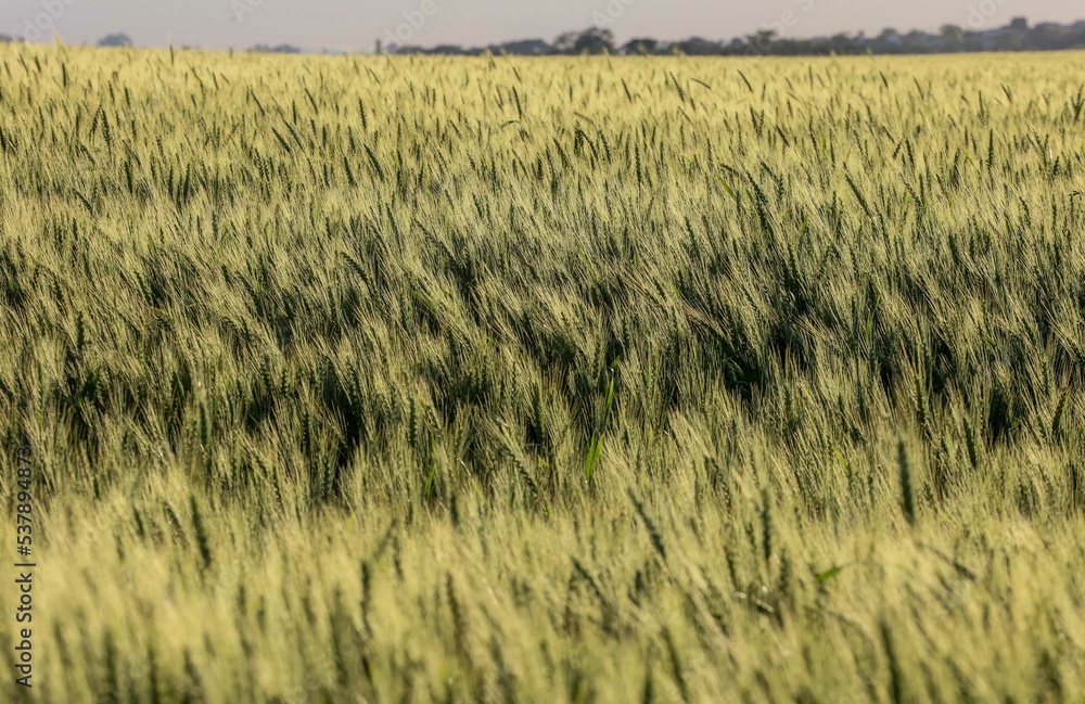 Plantação de trigo em desenvolvimento em propriedade rural, em Campo ...