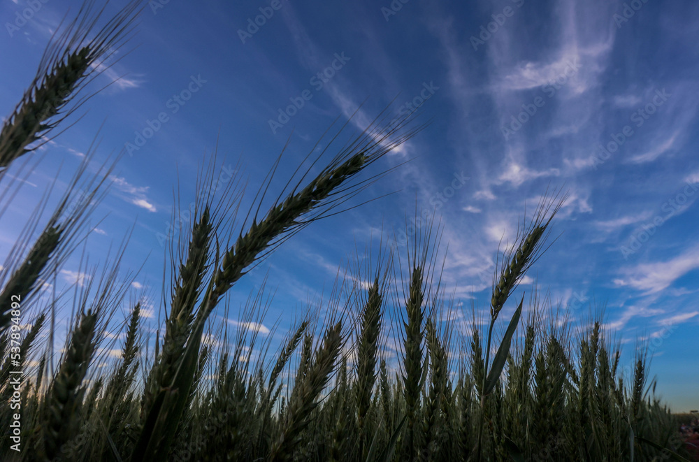 Plantação de trigo em desenvolvimento em propriedade rural, em Campo ...