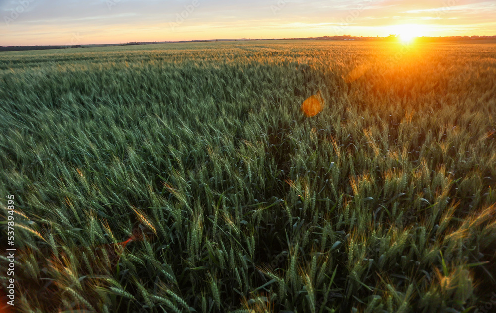 Plantação de trigo em desenvolvimento em propriedade rural, em Campo ...