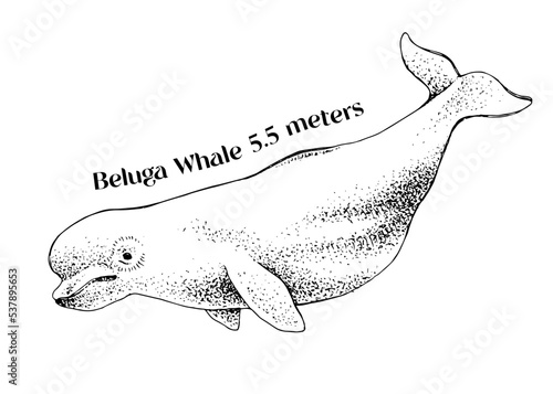 Fototapete The beluga whale, Delphinapterus leucas