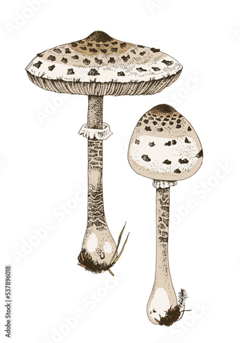 Hand drawn illustration of macrolepiota procera.