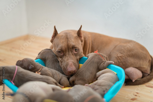A brood of small purebred American Pit Bull Terrier puppies in a close-up studio.