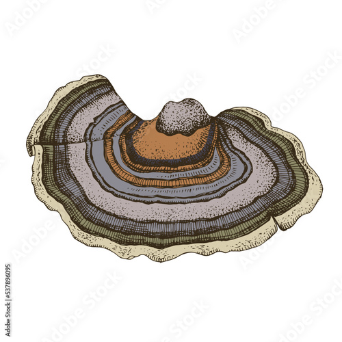 Turkey tail mushroom, medicinal plant.