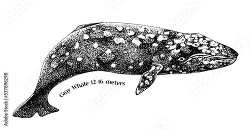 Gray whale hand draw illustration