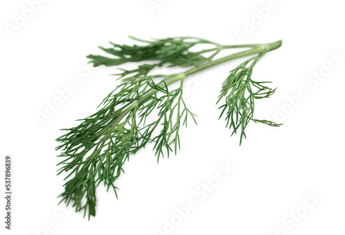 Green fresh dill isolated on white background