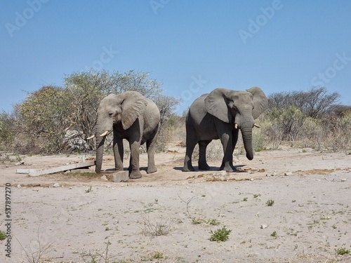 elephants in the savannah