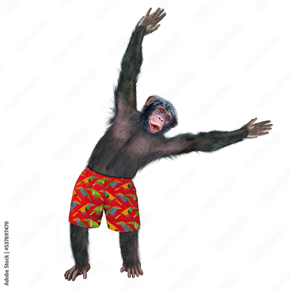 chimpanzé, attitude, mouvement, gesticule, tropique, en short rouge, habillé, debout, singe, expression, mammifère, jardin zoologique, illustration, animal, fourrure, bonobo, nature, sauvage, faune, d chimpanzé, attitude, mouvement, gesticule, tropique, en short rouge, habillé, debout, singe, expression, mammifère, jardin zoologique, illustration, animal, fourrure, bonobo, nature, sauvage, faune, d