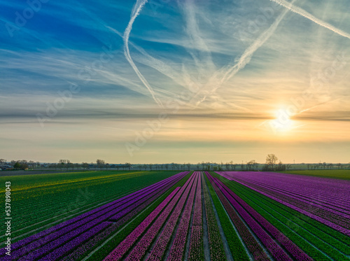 Fototapeta Naklejka Na Ścianę i Meble -  Dutch bulbfields (tulips) during springtime - The Netherlands.