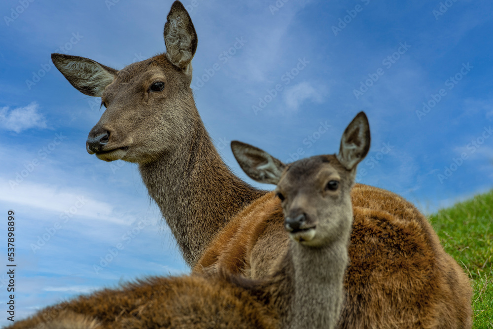 Fototapeta premium Alttier (Hirschkuh) mit Kalb