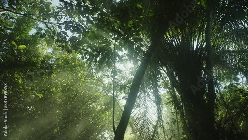 light rays in the middle of forest in brazil