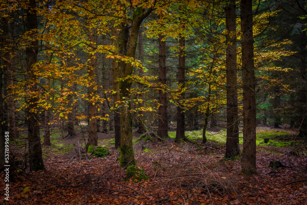 Nice morning forest in Slavkovsky les mountains in autumn