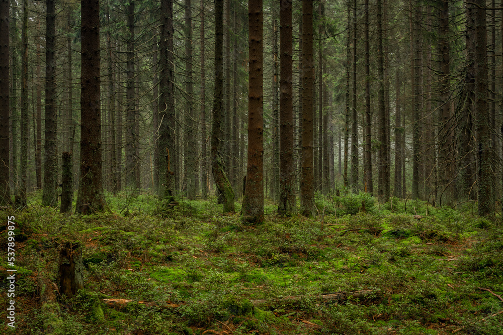 Obraz premium Nice morning forest in Slavkovsky les mountains in autumn