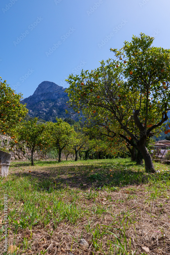 Zitrusplantagen und Orangenbäume auf Terassenfelder in der Serra de Tramuntana bei Soller und Fornalutx. Die Bäume tragen Früchte und blühen gleichzeitig. Mallorca im Frühling.