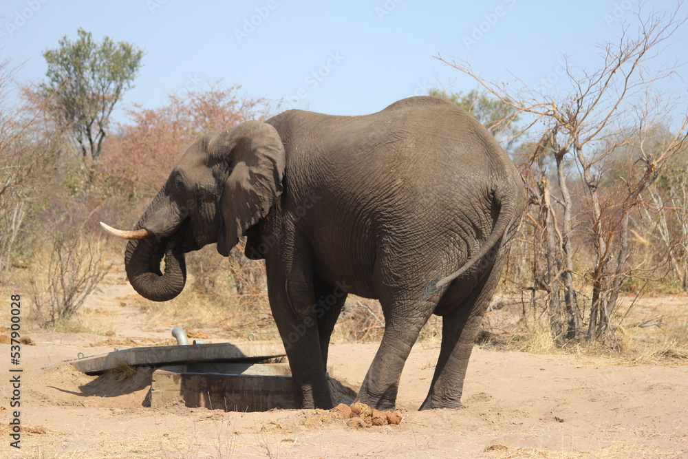 Fototapeta premium elephant in botswana