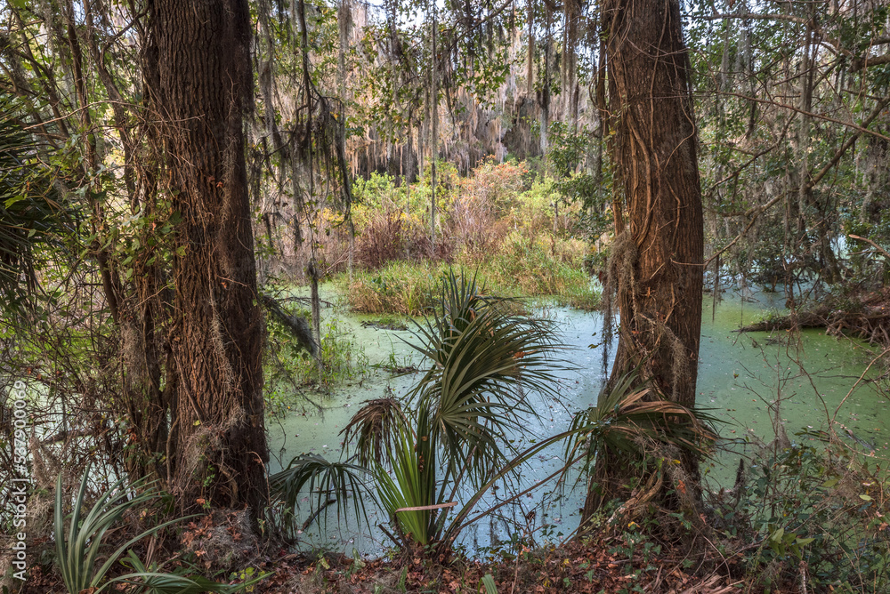 Swamp in Luisiana