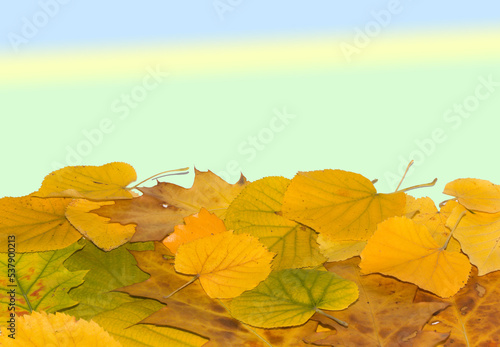yellow autumn leaves at the bottom of the background above, colorful copy space 