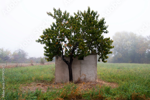 Arbol protegiendo una pequeña cabaña.