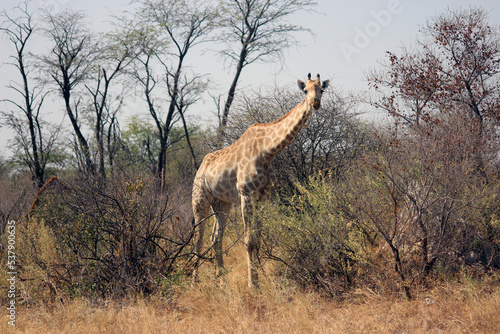 giraffe in the savannah