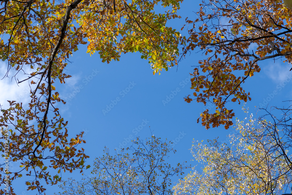 Obraz premium Low angle view of natural frame from top of trees branches with yellow leaves in autumn forest against clear blue sky. Indian summer. Natural background. Beauty in nature theme.