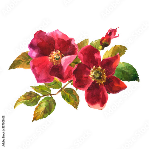 watercolor botanical illustration, red dog rose flowers, rosehip arrangement clip art.