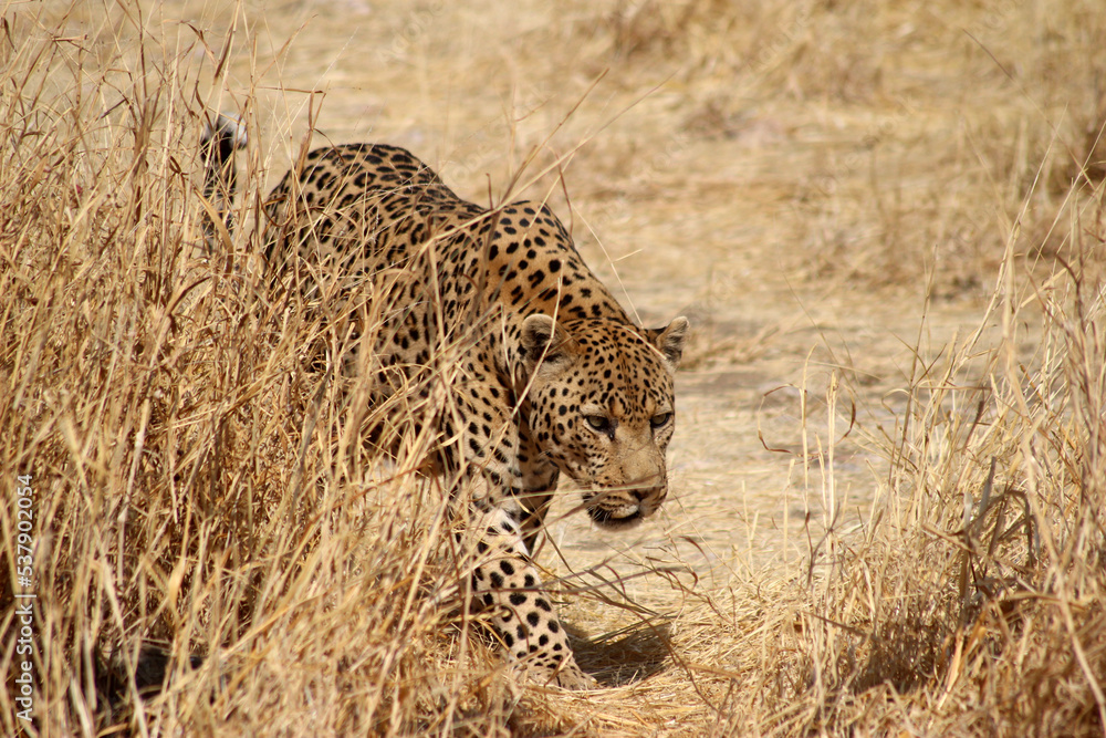 Naklejka premium leopard
